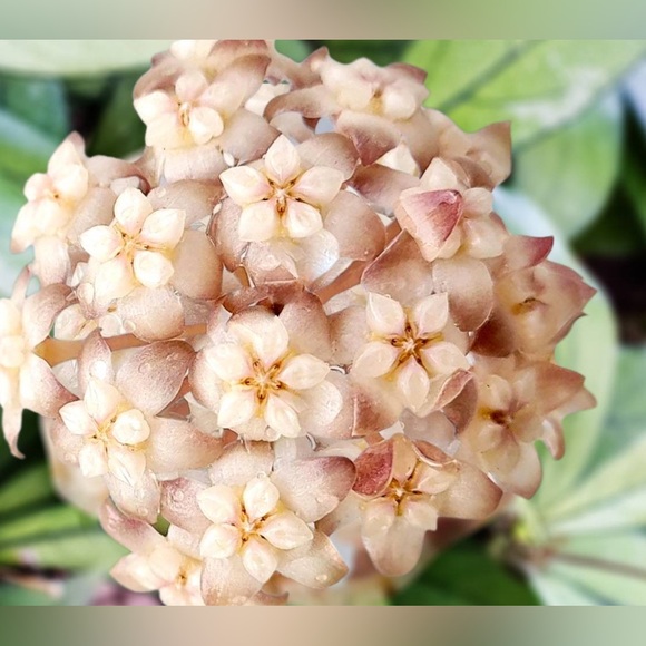 Hoya Crassipetiolata - Picture 2 of 2